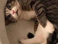 父親が新しく便器を設置。ちょっと目を離した数分後、猫がこうなってた…に関する海外の反応