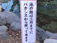 「池の鯉は三月までにバカンスから戻ってきます」　東京・愛宕神社の立て看板に「ためいき」出る人続出中