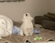 愛犬と遊んでいたら発生した〝悲劇〟に8.6万人驚がく　見上げる先に...「嘘でしょw」「こんな事あるんだwww」