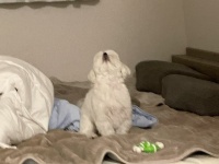 愛犬と遊んでいたら発生した〝悲劇〟に8.6万人驚がく　見上げる先に...「嘘でしょw」「こんな事あるんだwww」