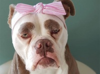 本当はハッピー！生まれつきの眉のせいでどうにも切なそうに見えてしまう犬（ドイツ）