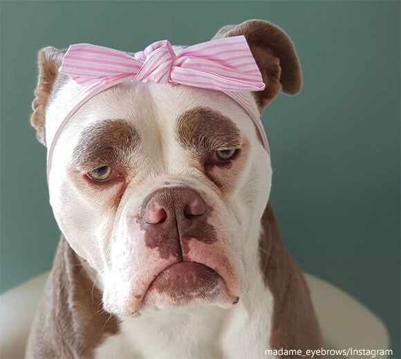 本当はハッピー！生まれつきの眉のせいでどうにも切なそうに見えてしまう犬（ドイツ）