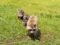 野生動物のお世話をしていた住人から家を購入した女性、その伝統を守っていたら、アライグマが可愛い子供たちを見せにやって来た！