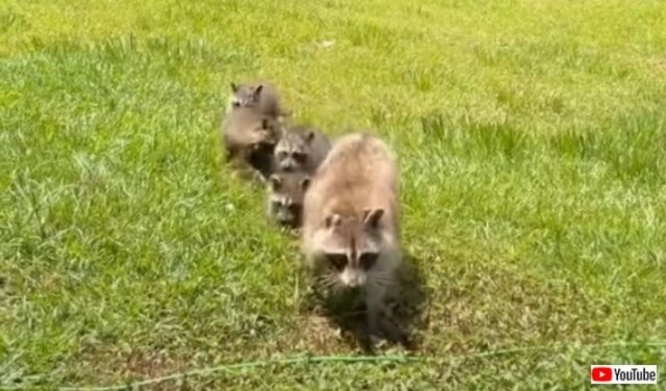 野生動物のお世話をしていた住人から家を購入した女性、その伝統を守っていたら、アライグマが可愛い子供たちを見せにやって来た！
