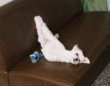 「変すぎる　なにこれ」　〝犬らしさ〟放棄しすぎてる犬に17万人困惑「笑い止まんない」