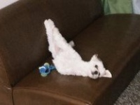 「変すぎる　なにこれ」　〝犬らしさ〟放棄しすぎてる犬に17万人困惑「笑い止まんない」
