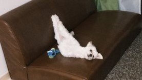 「変すぎる　なにこれ」　〝犬らしさ〟放棄しすぎてる犬に17万人困惑「笑い止まんない」