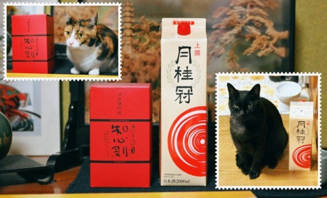 猫たちの〝謎ルール〟に2.1万人がキョトン　カメラを向けると、何故か「ある場所」へ移動して...