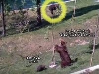 お母さんの全力愛！木に登って降りられないコグマの救出劇