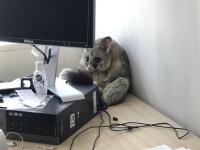 オフィスの天井から落ちてきたのは野生のポッサム！PCの後ろに座り込んでいた（オーストラリア）
