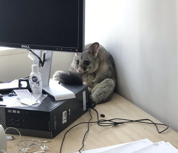 オフィスの天井から落ちてきたのは野生のポッサム！PCの後ろに座り込んでいた（オーストラリア）