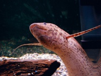 京都に新名所　牧師が営む水族館には珍魚がいっぱい