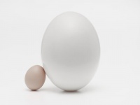 【心理テスト】卵から生まれてくるものは？　「成功するための秘訣」