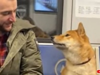 地下鉄の中の柴犬「お兄さん、ボクを見て？」と、隣に座った男性と見つめ合ったら何かが通じ合ったようだ