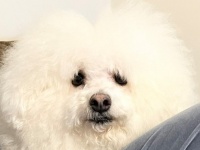 フワフワ犬がリンスを使いすぎるとこうなります　過度な〝ふにゃ毛〟に1万人もん絶「悲しみのマシュマロ」