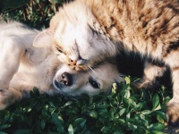 人と暮らす動物はなぜ似たような特徴を持つのか？「家畜化症候群」の原因に関する新説