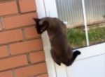 お利口さん！　ご主人様の帰りに合わせてドアを開けてくれる猫！