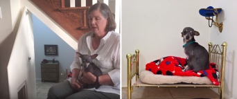 犬用ベッドやタンスまで！　階段の下のスペースにワンコ専用の部屋を作った飼い主