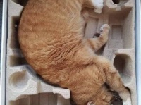 収納体質。とにかくしっぽり収まりたい猫たちの所業14