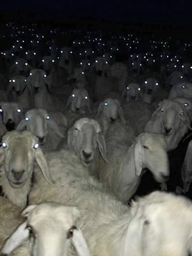 creepy-sheep3_e