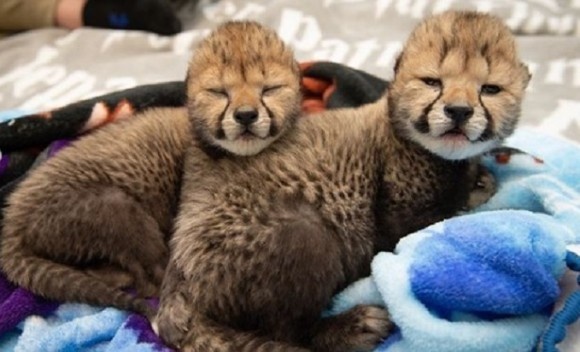 世界初の成功例。体外受精と代理出産でチーターの赤ちゃんが2頭誕生（アメリカ）
