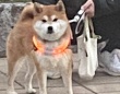 道の向こうに〝メチャかわ柴犬〟いると思ったら...　愛おしすぎる展開に3万人共感「クソわかる」