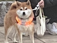 道の向こうに〝メチャかわ柴犬〟いると思ったら...　愛おしすぎる展開に3万人共感「クソわかる」