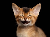 動物も笑う。それは声に現れる。少なくとも65種の動物は遊びながら笑うことが判明