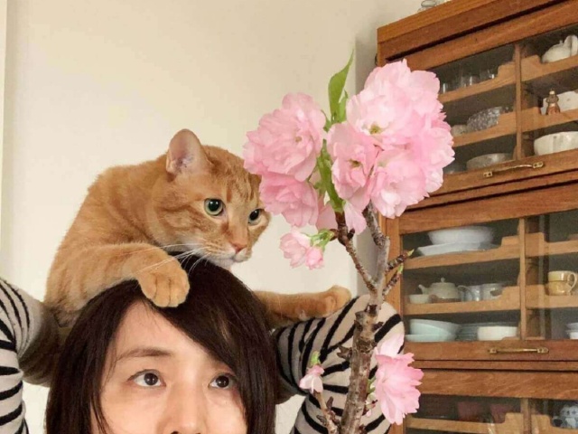 石田ゆり子 愛猫と苔玉で自宅お花見に大反響 花は枯れるから美しい 1ページ目 デイリーニュースオンライン