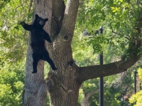 バイバイした？大学構内に入り込み木の上で休んでいたクマが麻酔銃で撃たれて落下する瞬間をとらえた写真