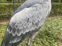 ハシビロコウの美しい羽根　千葉市動物公園【公式】アカウント（＠ChibaZoo）の投稿より、再掲