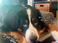 猫が好きすぎる犬。誰にも見つからないように隠蔽する
