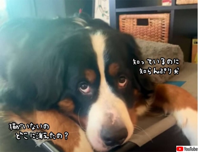 猫が好きすぎる犬。誰にも見つからないように隠蔽する