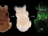 生物の体を短時間できれいに透明化する技術が開発される（オーストリア研究）
