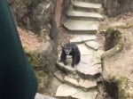 マジか！？　老人目がけて“う◯こ”を投げつけてきたチンパンジーに騒然！