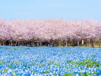 桜ピンク×ネモフィラブルーが「今だけ」コラボ　福岡・海の中道海浜公園で「数日間の絶景」広がる