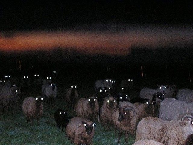 creepy-sheep4_e