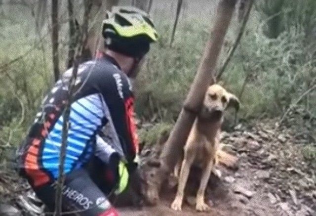 なんでこんなひどいことを！木に首をくくりつけられたまま放置されていた犬が発見された