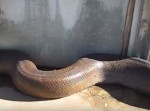 これは焦る！　巨大ヘビを尾からゆっくり撮影していった結果…