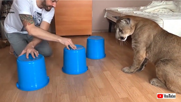 「どれに入っているでしょう？」ピューマとスリーシェルゲームをやってみた。まあこうなるわな・・・