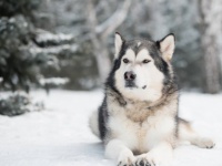 雪山で遭難し動けなくなった飼い主の体を13時間温め続けたマラミュート犬。両者ともに無事救助