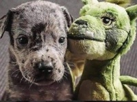 犬とぬいぐるみ。ずっ友のビフォア・アフター写真に関する海外の反応
