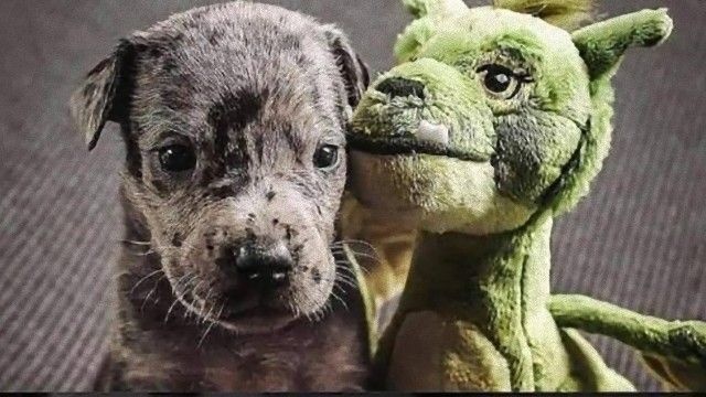 犬とぬいぐるみ。ずっ友のビフォア・アフター写真に関する海外の反応