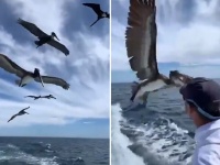 水鳥たちに釣った魚を与えていたところ、予期せぬ訪問者が魚を根こそぎ食べつくしていった件