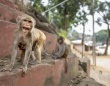 家に侵入した野生の猿たちをアレクサで追い出した少女の機転がすごい！