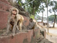 家に侵入した野生の猿たちをアレクサで追い出した少女の機転がすごい！