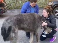 衝突事故で行方不明になってしまった大型犬、地域の人が一致団結して大捜査網！2か月後に無事発見、感動の再会