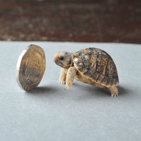【亀はイイよ！】オヒトリサマの癒しペットに亀を推す理由#4