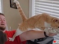 そこに食べ物があったから！食い尽くし系の猫、とにかく口に入るものは何でも狙う、食べつくす！