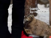 マヌルネコだってごはん欲しい時は甘えてくる